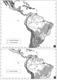 Image result for Streptopetalum serratum