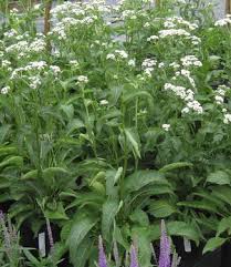 Image result for Parthenium