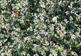 It creates a stunning show. How To Plant Asian Jasmine Ground Cover