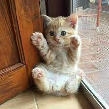 Download the most adorable kitten pictures and images for free! 900 Cute Kittens Ideas In 2021 Kittens Kittens Cutest Cats