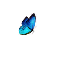 Butterfly Blue Bluesky Glow Sticker By Abba Mutari Discover 2896 free butterfly png images with transparent backgrounds. butterfly blue bluesky glow sticker by