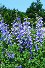 Image result for Baptorhachis