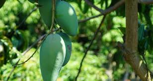 Holtikultura kaltara / holtikultura kaltara / peng. Kementan Terapkan Teknologi Uhdp Untuk Memperkuat Kampung Hortikultura Jpnn Com