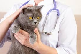 An elderly cat stops jumping into your lap or sleeping on. 7 Sick Cat Symptoms You Should Notice Lovetoknow