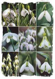 Snowdrop Varieties From Gardens Illustrated Magazine Photo Clive Nichols Spring Flowers Onion Flower Spring Charms