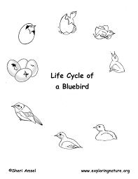 Bird Drawing For Kids Black And White Bird Life Cycle Eastern Bluebird Bird Life Cycle Life Cycles Animal Life Cycles