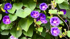 Image result for Ipomoea tricolor