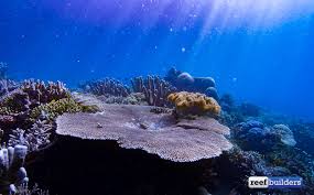 How To Program Your Led Lights For A Reef Tank Reef Builders The Reef And Saltwater Aquarium Blog