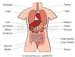 Find free pictures, photos, diagrams, images and information related to the human body right here at science kids. Inner Organs Human Anatomy Chart Names Inner Organs Chart Anatomy Diagram With Internal Organs And Appropriate Names Canstock