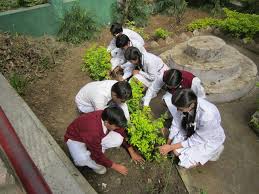 Image result for Tree plantation