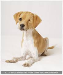 While both parent breeds are officially recognized by the american kennel club, the beagador is considered a designer dog breed. Sparky Beagle Mix Puppy M A I N Medical Animals In Need Dog Rescue In Phoenix Arizona
