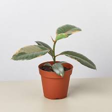 Image result for Ficus elastica