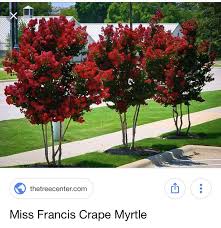 Miss Francis Crepe Myrtle Tree Red And Beautiful Crepe Myrtle Trees Myrtle Tree Crape Myrtle