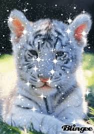 2021 film independent spirit awards nominations announced. Tiger Cub Gifs Tenor