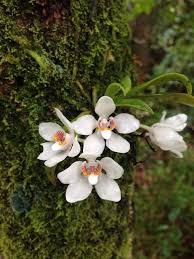 Image result for Orchidaceae