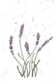 Then, begin drawing the u shaped petals of the next flower. Easy Modern Watercolor Ink Lavender The Pigeon Letters Watercolor And Ink Colorful Drawings Flower Drawing