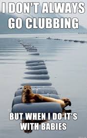 Clubbing Seal Meme On Imgur