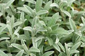 Image result for Cerastium indicum