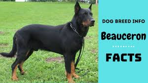 Browse thru our id verified puppy for sale listings to find your perfect puppy in your area. Beauceron Dogs 101 Online Shopping