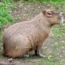 Random Animal Generator Animals Cute Animals Squirrel