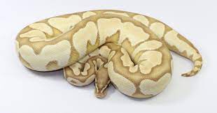 Pin On Snakes I Like