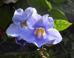 Pin On Gardening