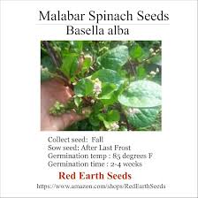 Image result for Basella