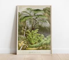 Image result for Acanthophoenix