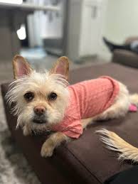 Cairn Terrier Introduction and Adoption Interest