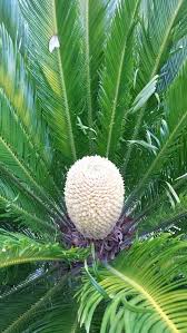 Palm trees, when fully grown, bear 6 coconuts. Separating And Planting Sago Palm Pups Walter Reeves The Georgia Gardener