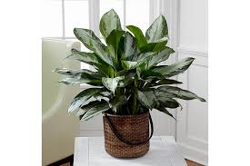 Maybe you would like to learn more about one of these? Plant Flower Delivery Atlanta Georgia