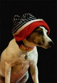 Basil Has A Bad Hair Day Jack Russell Jack Russell Terrier Jack Russell Terrier Puppies