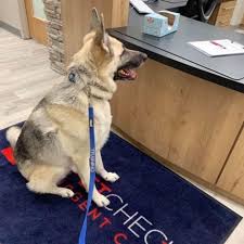 445 route 47 n cape may court house nj 08210. Safe Pet Microchipping In Sewell And Deptford Nj Pet Check Urgent Care