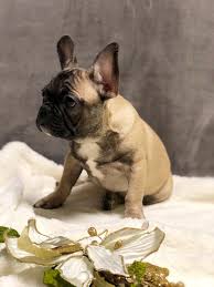 Check spelling or type a new query. French Bulldog Puppies Paso Robles Pets Lovers