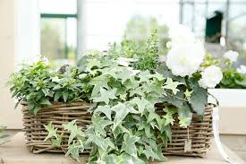 Zahlreiche fantasievolle optionen verwandeln ihren blumenkasten in ein. Blumenkasten Bepflanzen So Klappt Es Mit Der Blutenpracht