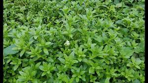 Image result for Enydra fluctuans