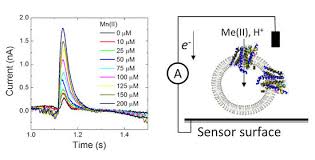 Check spelling or type a new query. Membranes Free Full Text Electrophysiology Measurements Of Metal Transport By Mnth2 From Enterococcus Faecalis Html