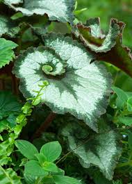 Image result for Begonia rostrata
