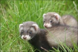 small 55 cute animals pets