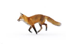 Image result for red fox pictures and facts