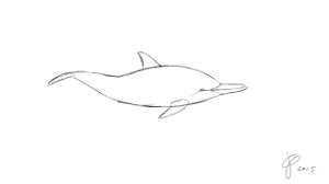 Tiger S Drawer Animation Dolphin Drawing Gif Swimming Animation Tutorial Animation Sketches Dolphin Drawing