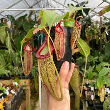 Image result for Nesaea spathulata