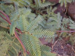 Image result for Mimosa mossambicensis