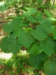 Image result for Vernicia