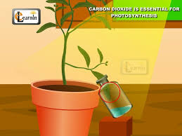 Carbon Dioxide Is Essential For Photosynthesis Proved With Simple Experiment Science Youtube