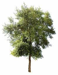Quercus Suber Iv Tree Photoshop Landscape Architecture Drawing Landscape Architecture Model