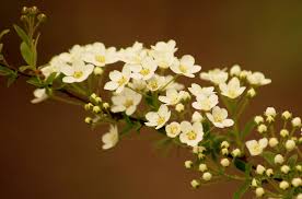 Bellissima raccolta di immagini di fiori da scaricare gratis e regalare virtualmente su facebook, instagram, pinterest, tumblr o qualsiasi altro social. Fiori Bianchi Tawula Cespuglio Foto Gratis Su Pixabay