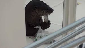 Otter stealing bait fish on a boat at Cabbage Key, FL. - YouTube