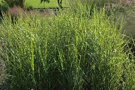Maybe you would like to learn more about one of these? Garten Zebraschilf Strictus Floragard Pflanzeninfothek