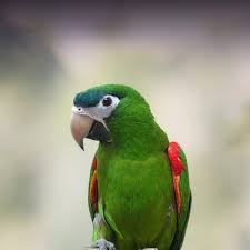 Maybe you would like to learn more about one of these? Hahn S Macaw Personality Food Care Pet Birds By Lafeber Co